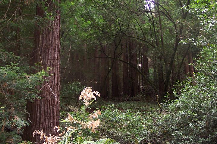 Murray Wood 2.JPG